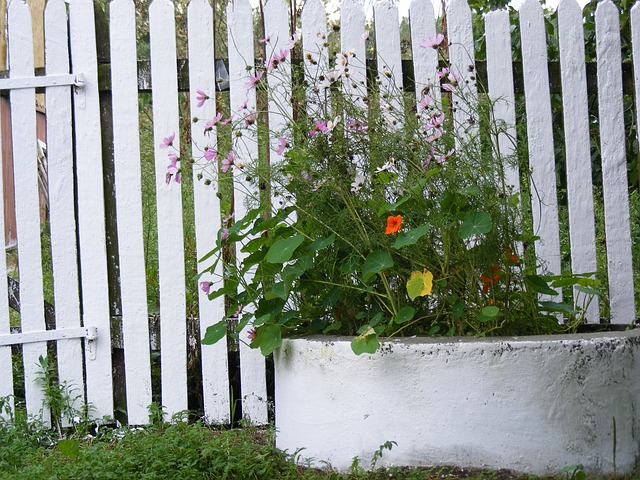 Květina a plot 